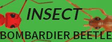 Insect: Bombardier beetle